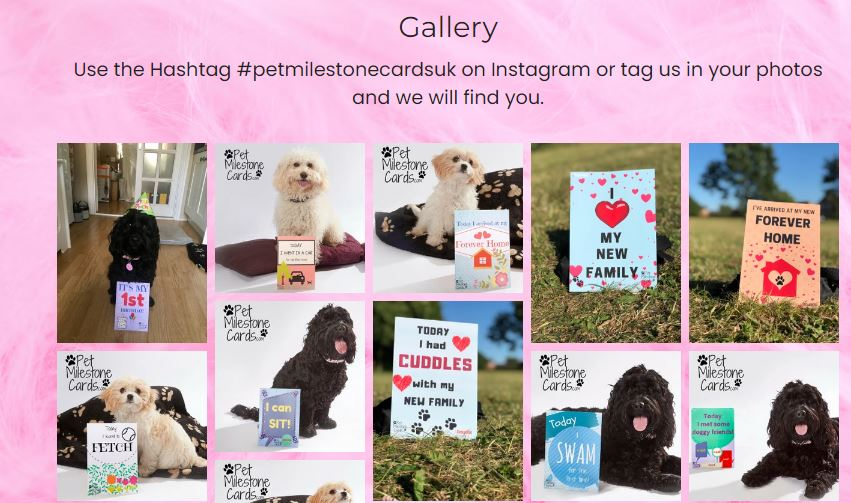 透過Strikingly網站分享Instagram訂閱源 透過Strikingly網站分享Instagram訂閱源